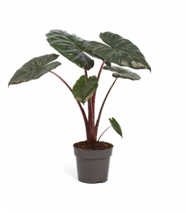 Alocasia