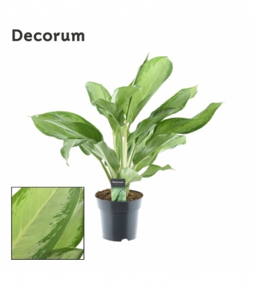 Aglaonema