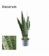 Sansevieria