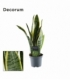 Sansevieria