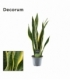 Sansevieria