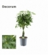 Schefflera