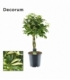 Schefflera