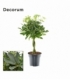 Schefflera