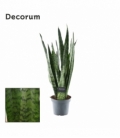 Sansevieria