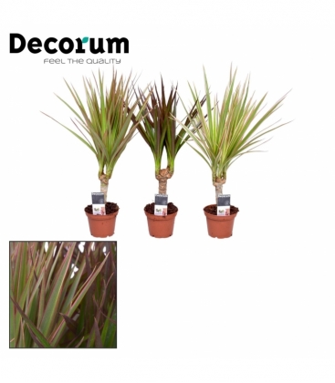 Dracaena