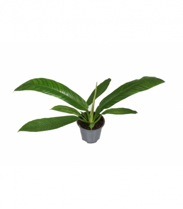 Philodendron