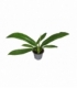 Philodendron