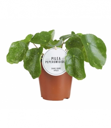 Pilea