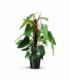 Philodendron