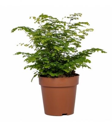 Adiantum