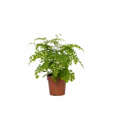 Adiantum