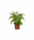 Adiantum