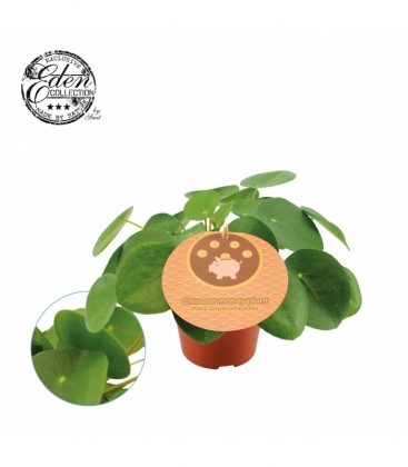 Pilea