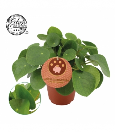 Pilea