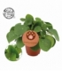 Pilea