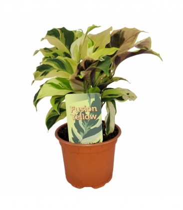 Calathea