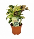 Calathea