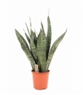 Sansevieria