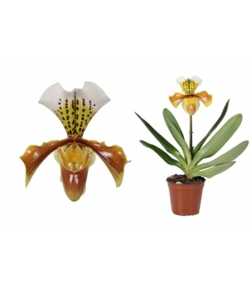 Paphiopedilum