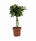 Schefflera