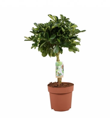 Schefflera