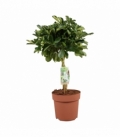 Schefflera