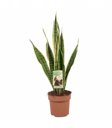 Sansevieria