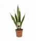 Sansevieria