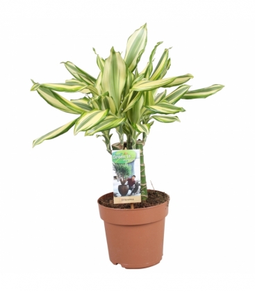 Dracaena