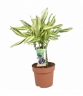 Dracaena