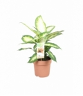 Dieffenbachia