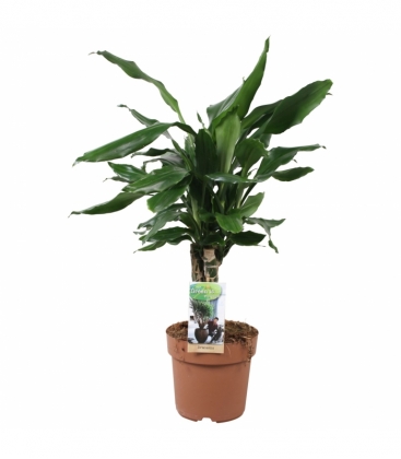 Dracaena