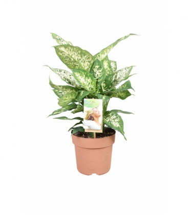 Dieffenbachia