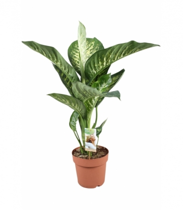 Dieffenbachia