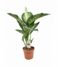 Dieffenbachia