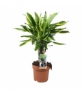 Dracaena