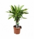 Dracaena