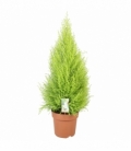 Cupressus