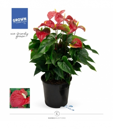 Anthurium