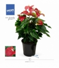 Anthurium