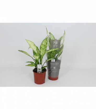 Dieffenbachia