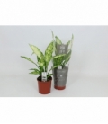 Dieffenbachia