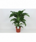 Dieffenbachia