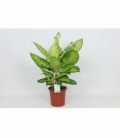 Dieffenbachia