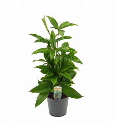 Dracaena