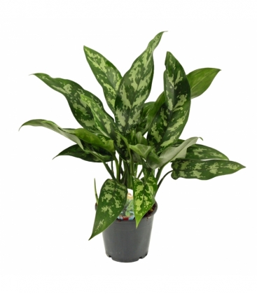 Aglaonema