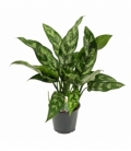 Aglaonema