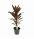 Cordyline