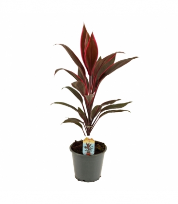 Cordyline